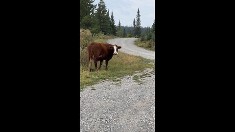 Kananaskis Alberta