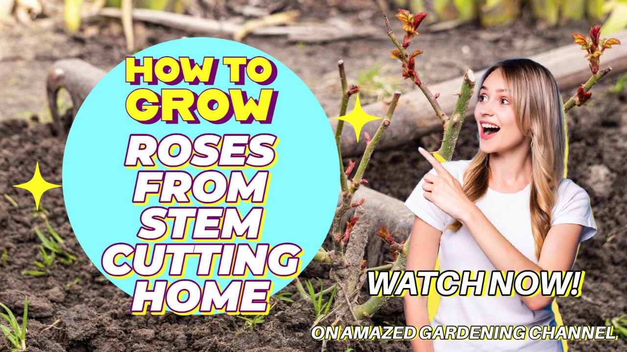 How To Grow Rose Plant From Cuttings I Grow Roses From Stem Cutting I Roses Cutting Idea I #Amazed