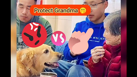 Cute Puppy Protect Grandma 😂😂😘🐕