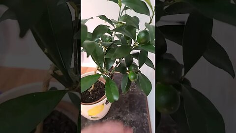 meiwa kumquat tree 🌳 grown newfoundland Canada