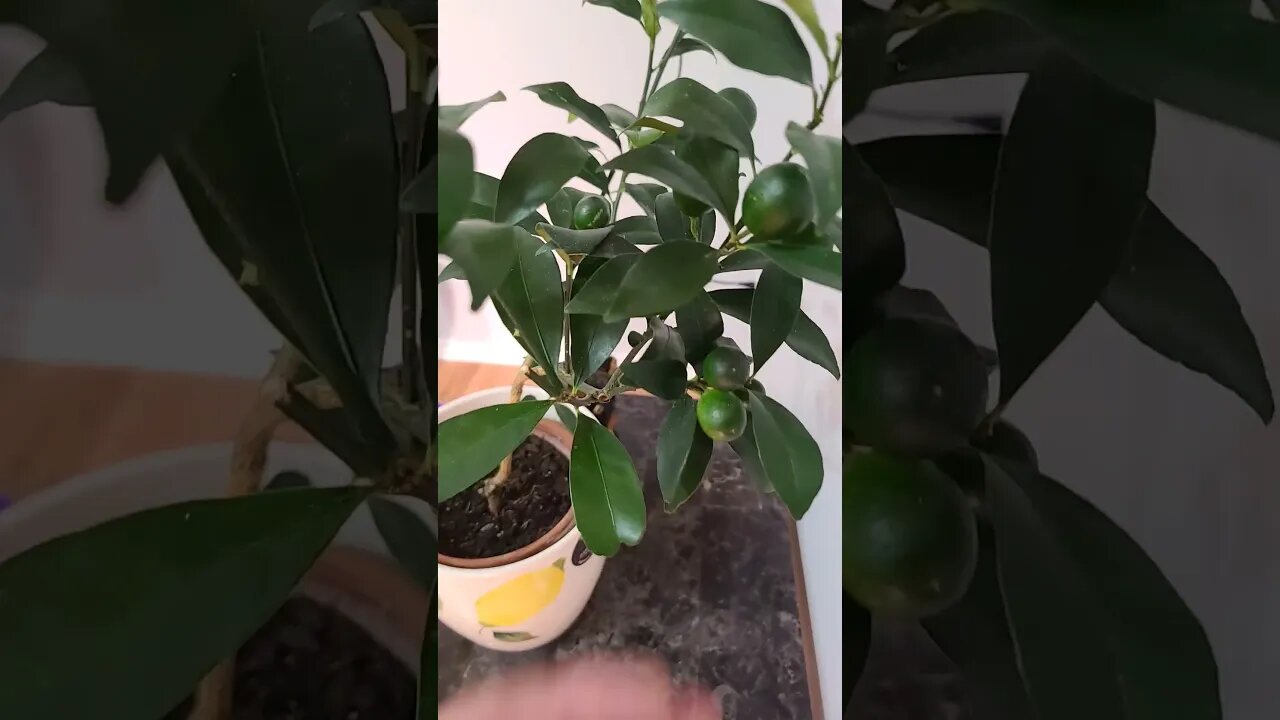 meiwa kumquat tree 🌳 grown newfoundland Canada