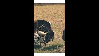 HEAD SHOT!!! With a Bow!