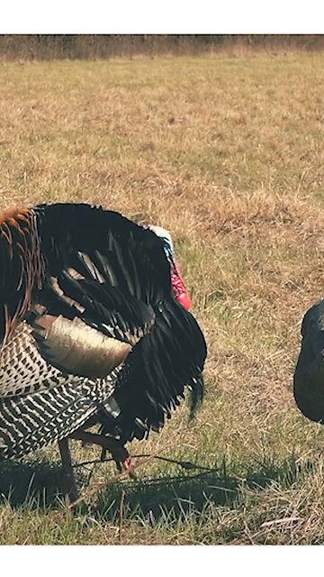 HEAD SHOT!!! With a Bow!