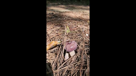 Little bolete