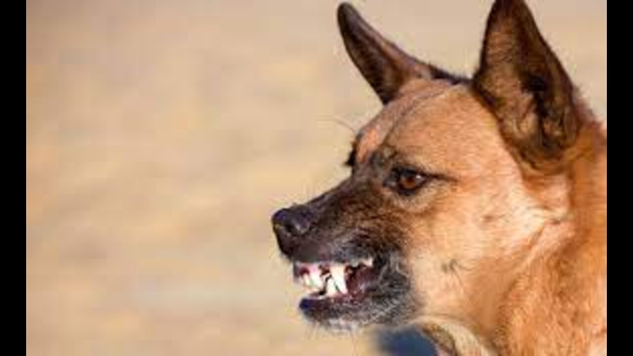 How To Make Dogs Become Aggressive With Few Simple Steps