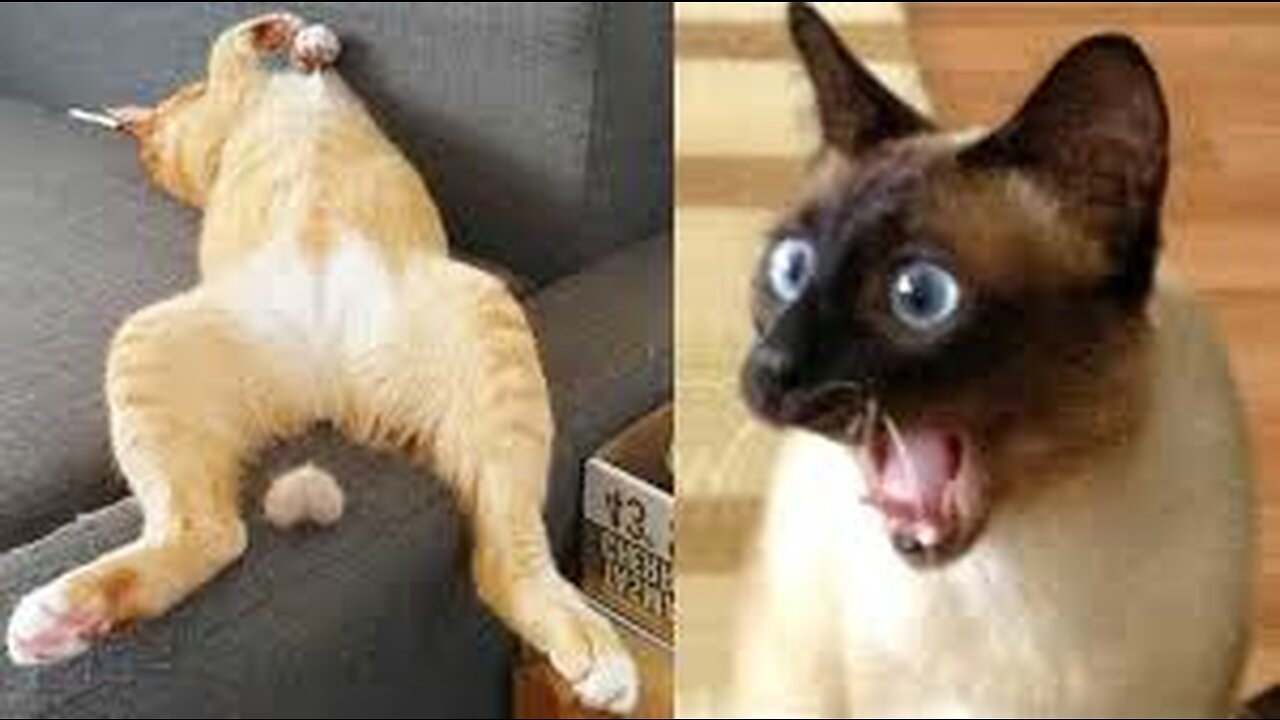 FUNNY ANIMALS COMPILATION 2023 *PART1*