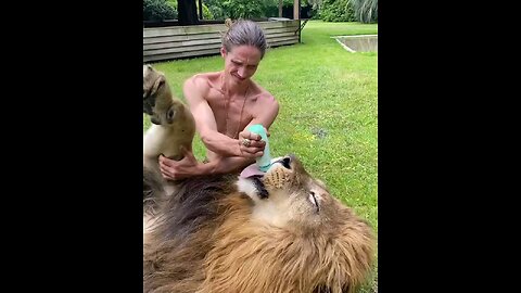 Man Vs Lion