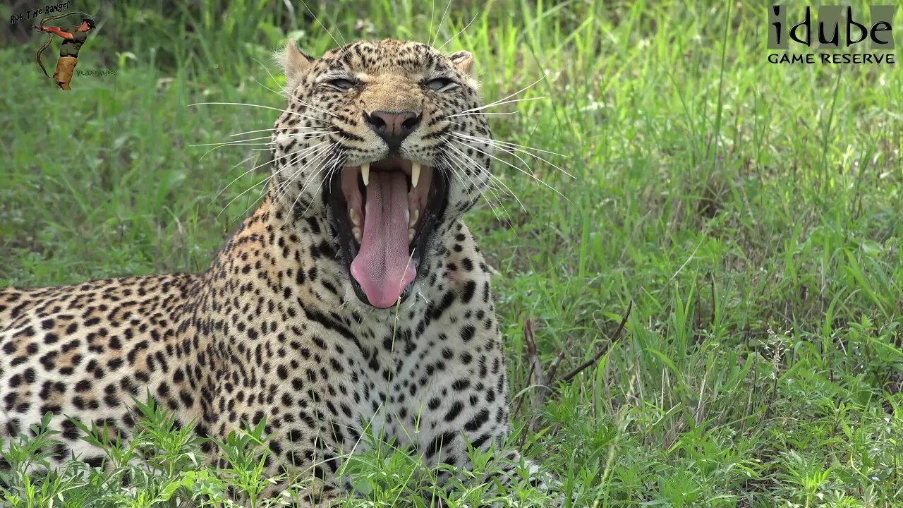 Drooling Male Leopards Watch One Another At The Territorial Boundary