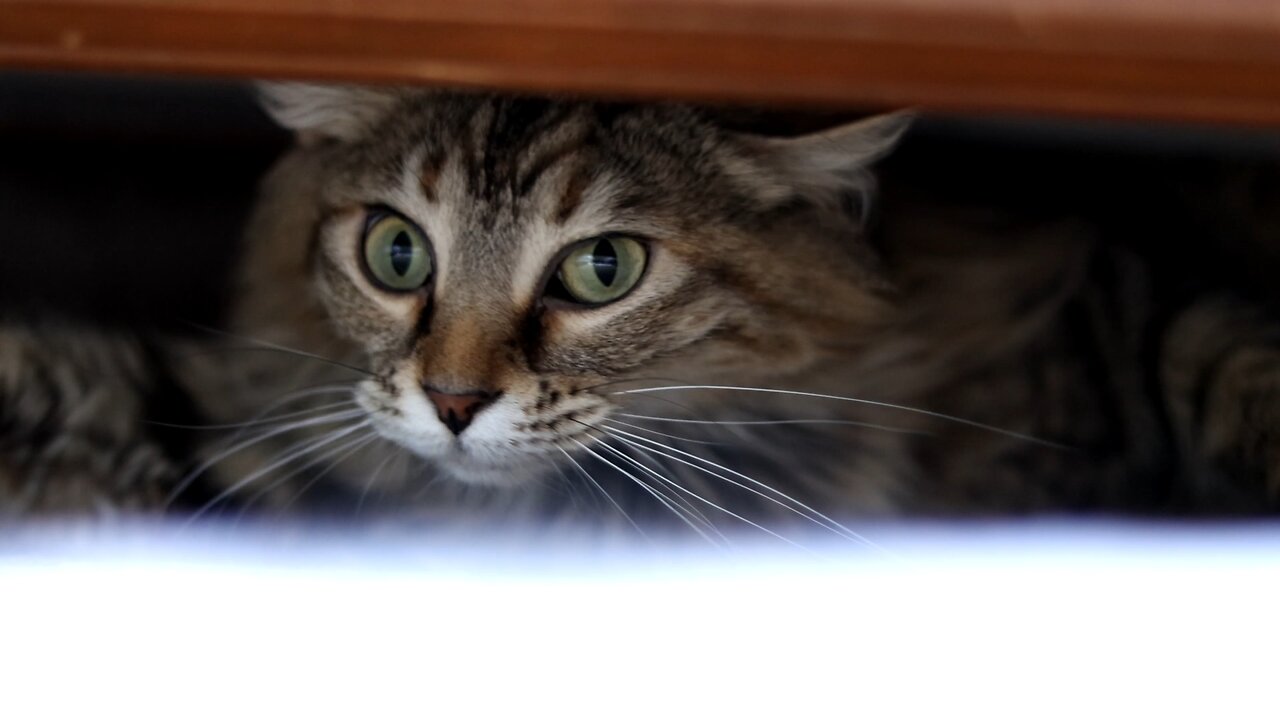 Leia Playing Behind The Couch