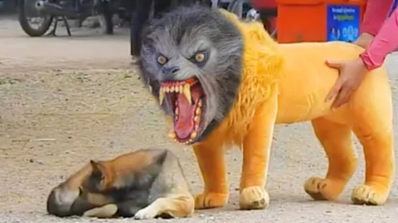 Troll Prank Dog Funny & fake Lion and Fake Tiger Prank To dog & Huge Box Prank to dog