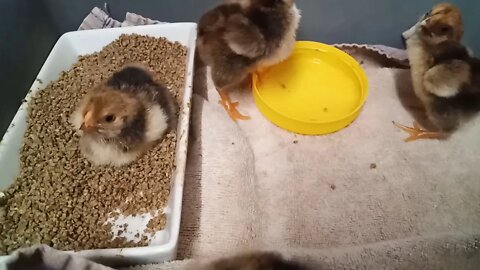 Chicks, Gold Laced Wyandotte crosses, Now there is 4. ( Video 2 )