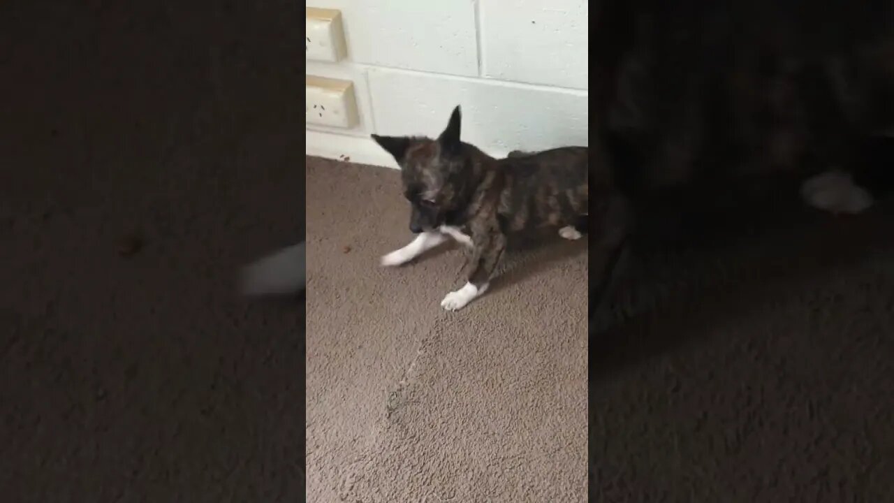 Puppy Dog Betty Girl Being A Lunatic. #betty #shorts