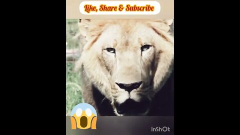 Lion Attack