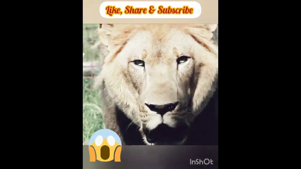 Lion Attack