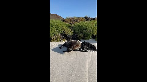 Making friends on the beach >>>