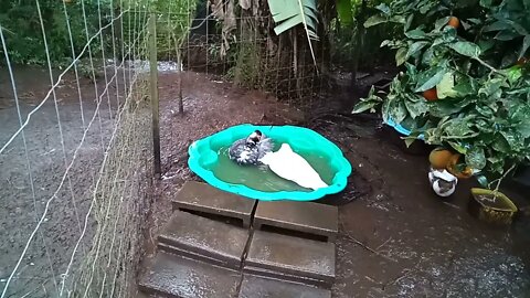 Runny, my Indian Runner duck and one of his girlfriends 7th July 2021