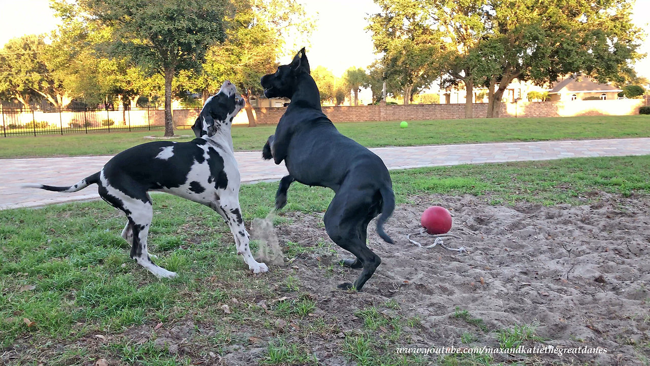 Playful Great Dane and Puppy Love to Wrestle in the Dirt