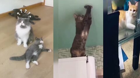 funny cats video