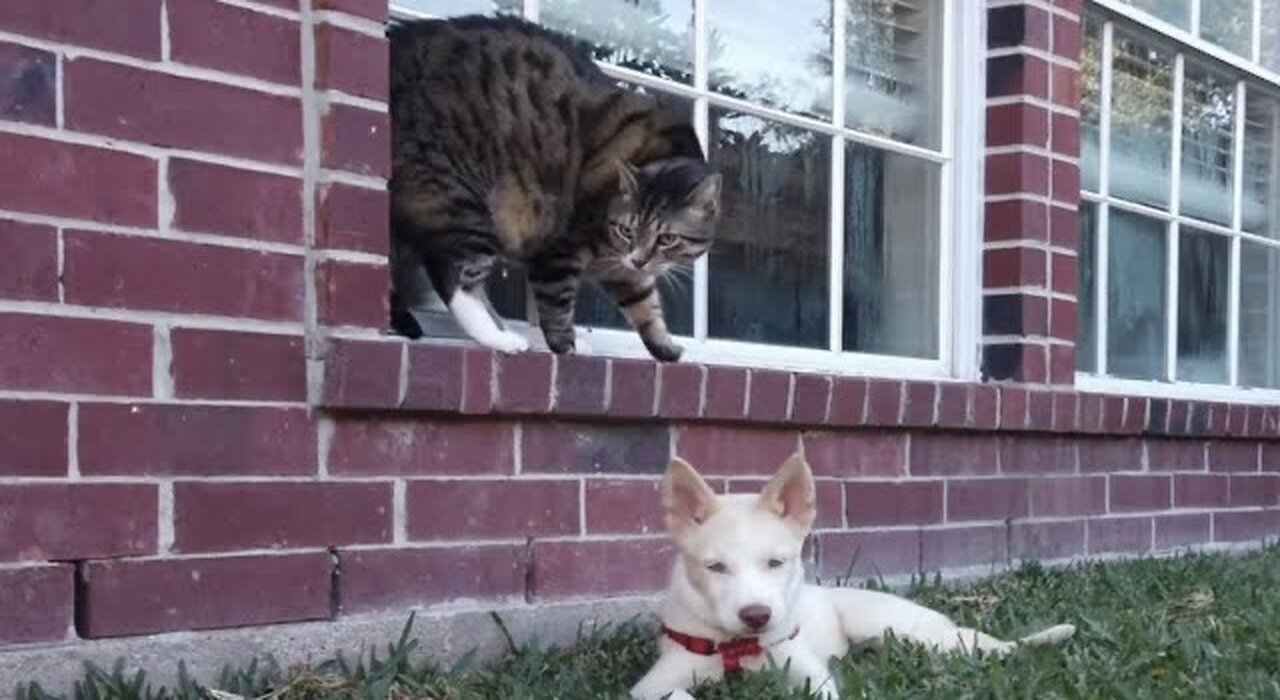 Get to know my house, cat and dog (Tai and Zemi)