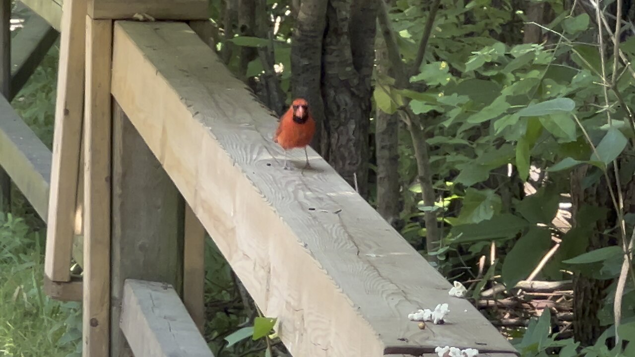 Beautiful male Cardinal