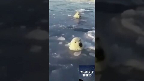 Polar bear breaks the ice so her cub can surface #shorts #animals #family #cub #bear