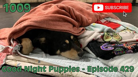 [1009] GOOD NIGHT PUPPIES - EPISODE 429 [#dogs #doggos #doggos #puppies #dogdaycare]