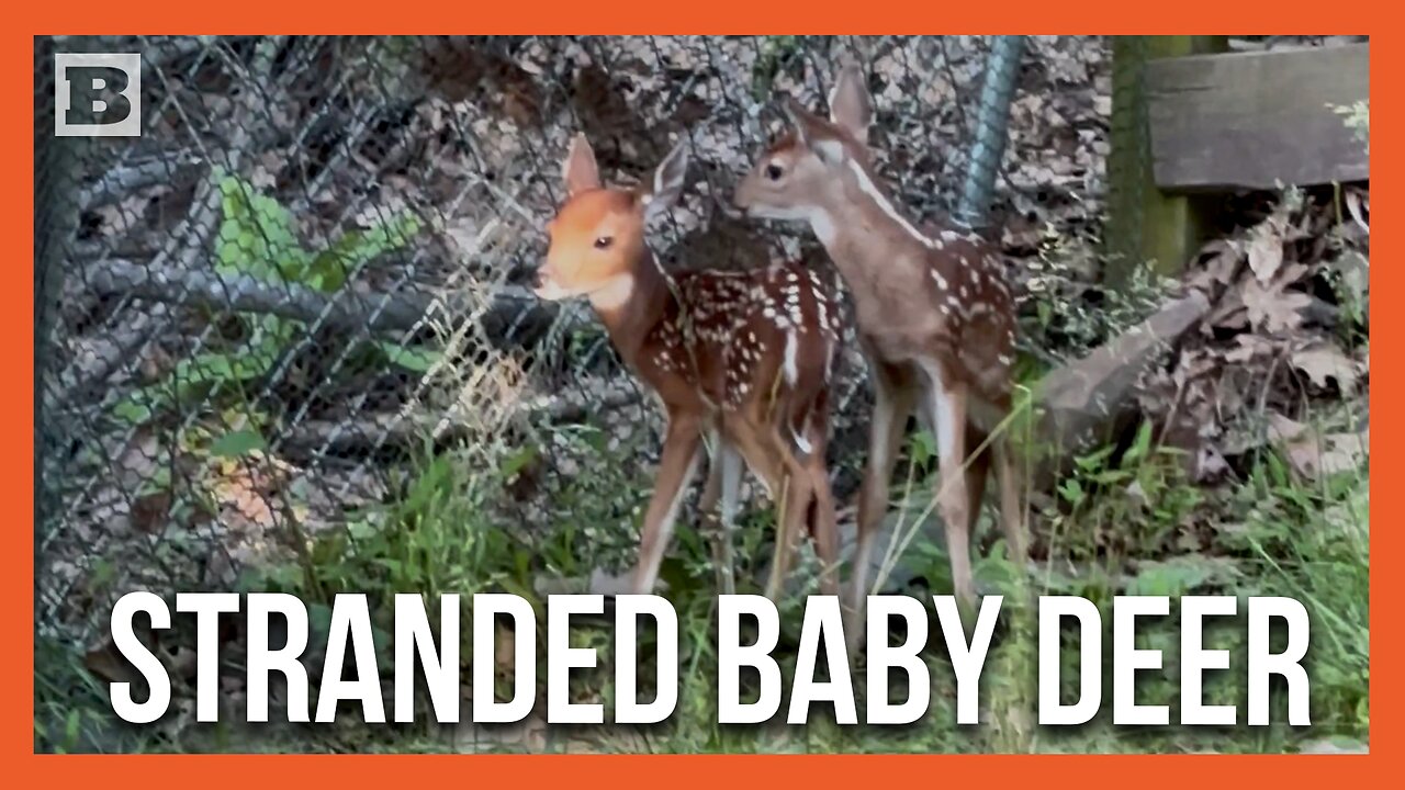 Poor Babies! Fawns Get Separated from Mother After Deer Hops Fence