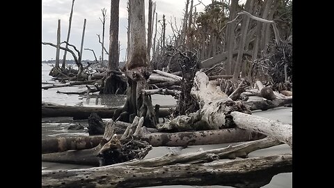 Hunting Island Bone Yard