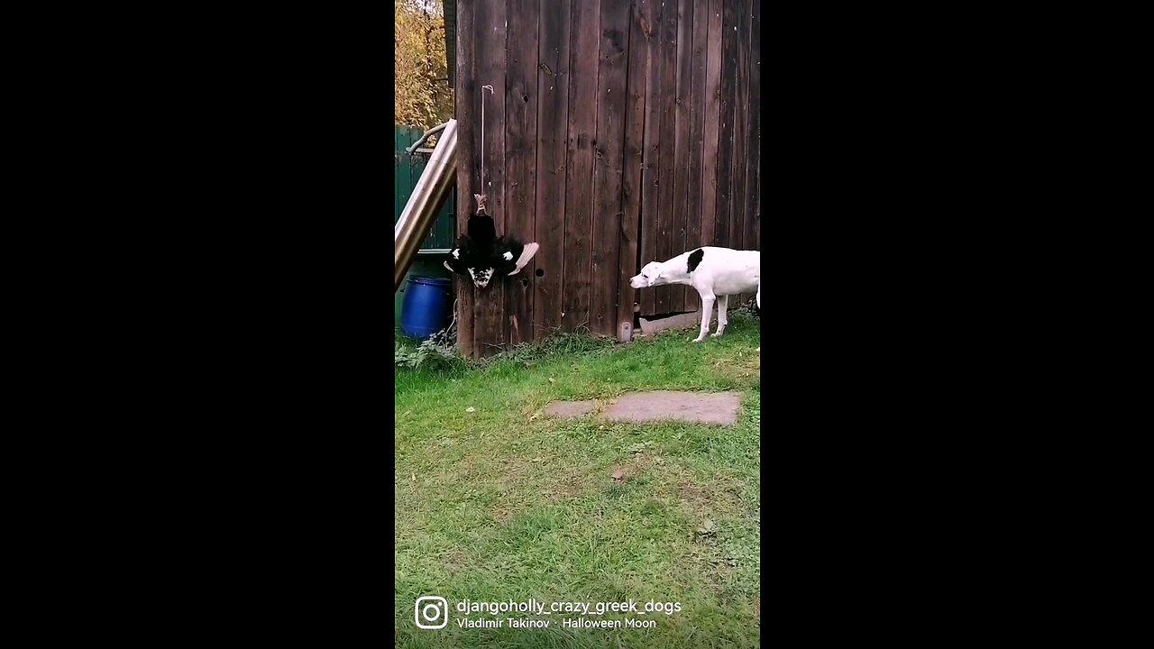 Dog is scared of dead duck ￼