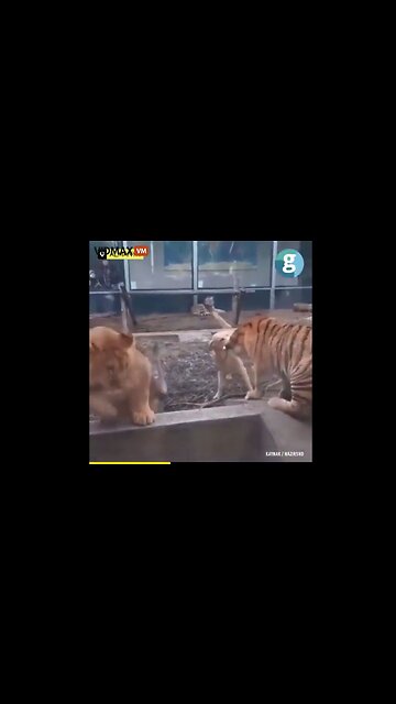 Dog Seems To Break Up A Brawl Between A Lion And A Tiger