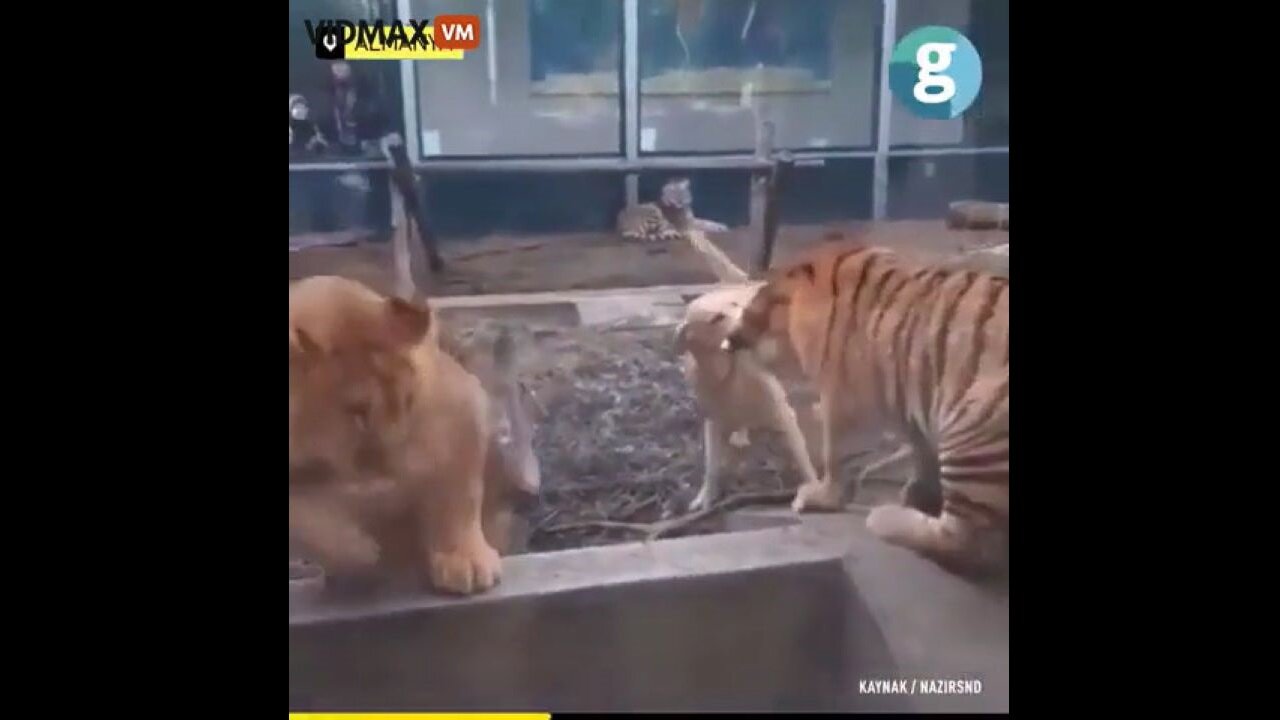 Dog Seems To Break Up A Brawl Between A Lion And A Tiger