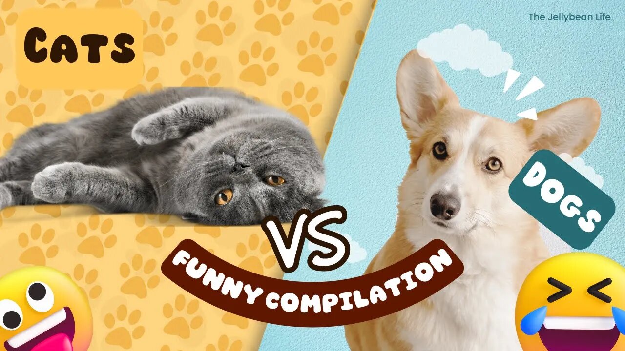 Cats Vs Dogs | The Love Hate Relation | Funny Video Compilation