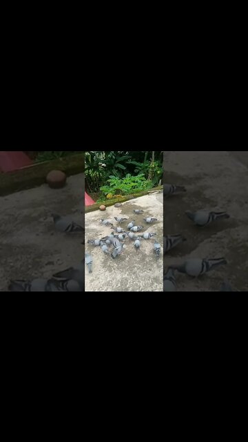 is this sky cutter ? a unique variety of bird #shorts #pigeon #pigeonlover