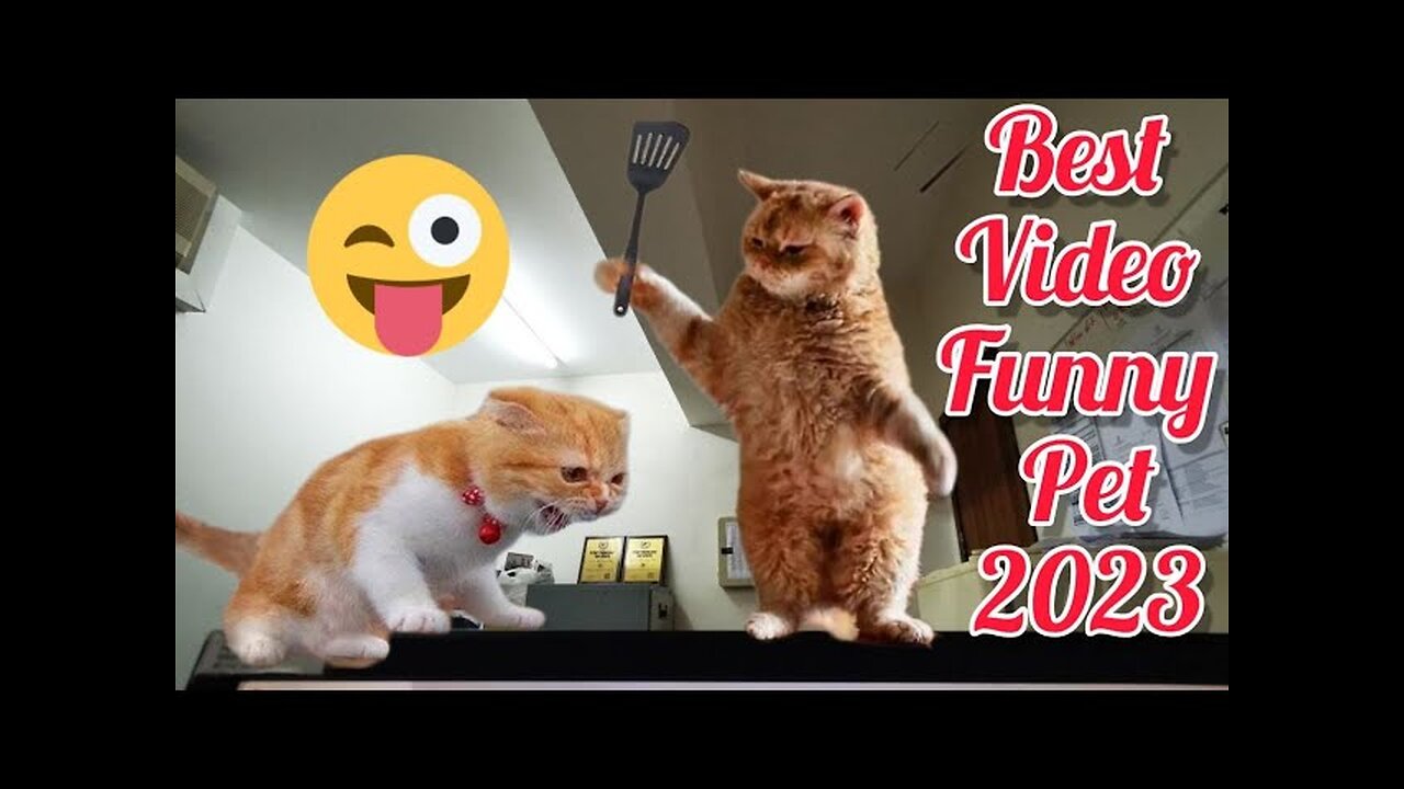 Funny and cute pets 🐕🐕😱😱