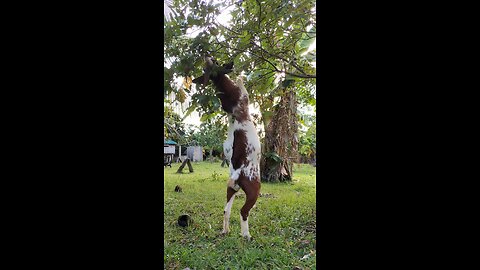 Guava munching time for our goat☺️