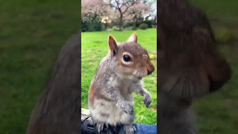 子育て真っ最中#授乳#3匹の子リスのお母さん#Mom of three baby squirrels, Breastfeeding#shorts