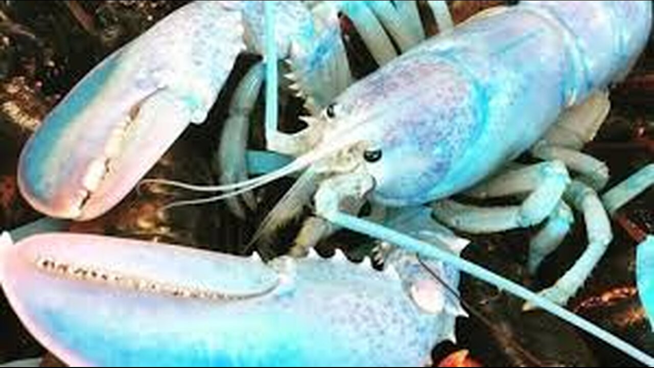 BLUE LOBSTER EXISTS IRL IN REAL LIFE GUYS REAL FOOTAGE TRUE RECORDING NO CAP