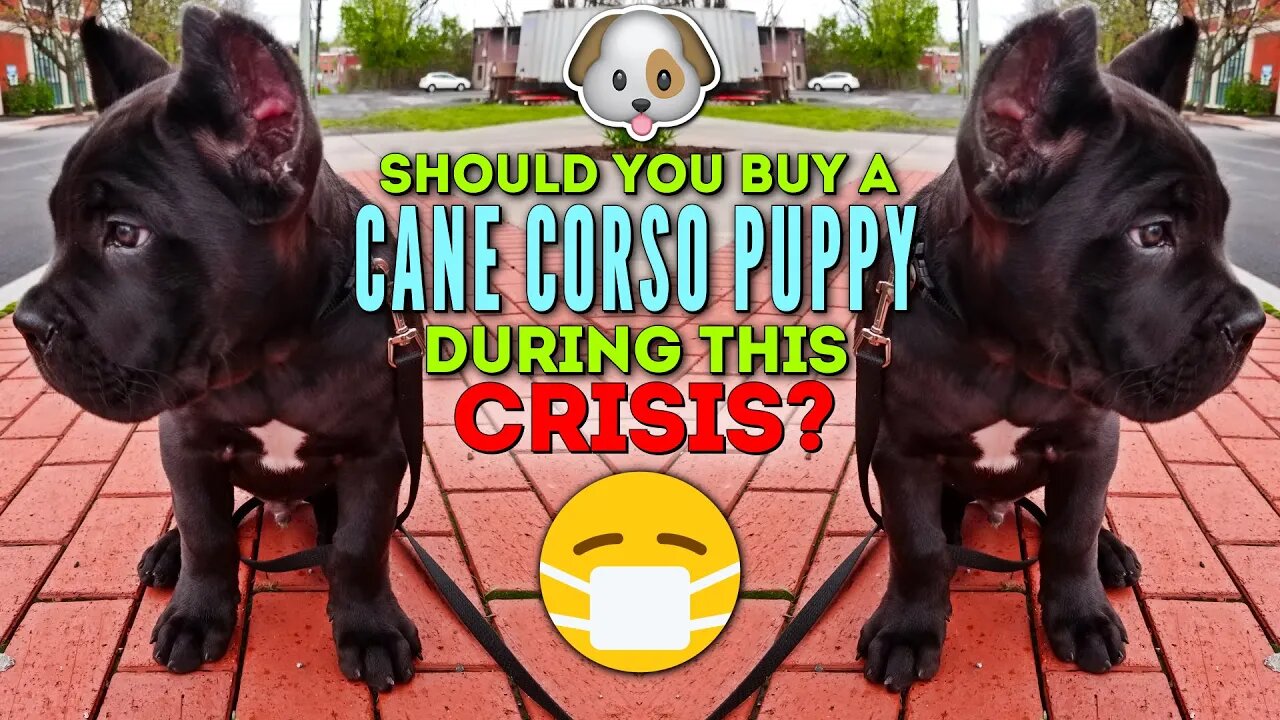 Getting a Cane Corso Puppy During The Quarantine?