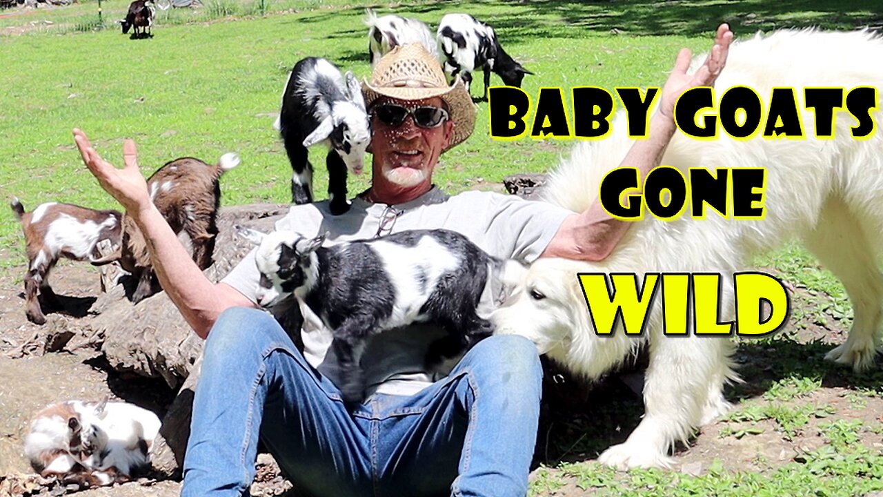 Crazy BABY GOAT therapy in slow motion you MUST SEE!