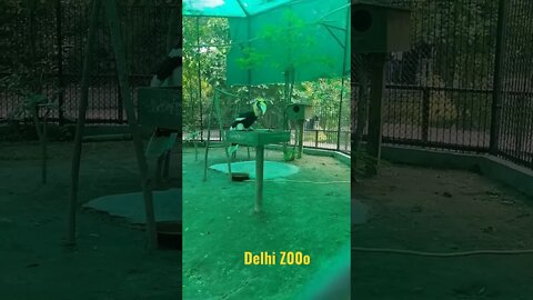 Delhi Zoo #shorts #zoo #nationalzoologicalpark #animals