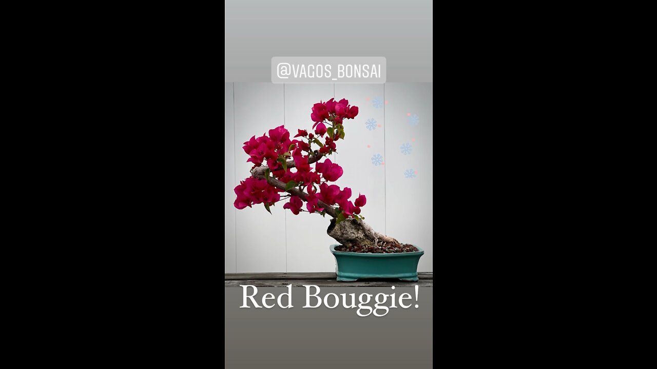 Red Bouggie