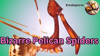 Bizarre Pelican Spiders Found