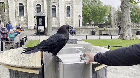 Crow Drinking From The Water Fountain