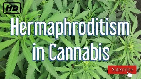 Hermaphroditism in cannabis | LEARN TO GROW WEED EASY