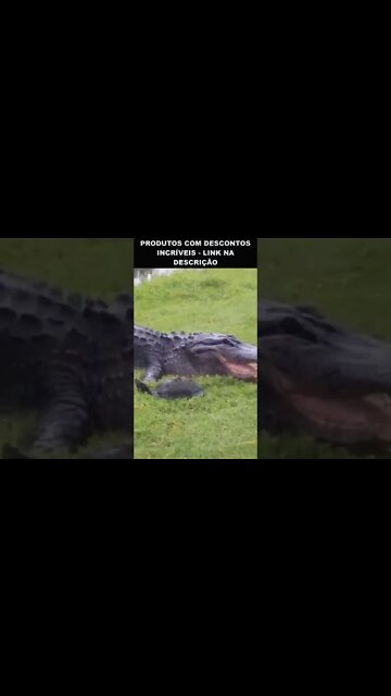 crocodilo tentando comer uma tartaruga