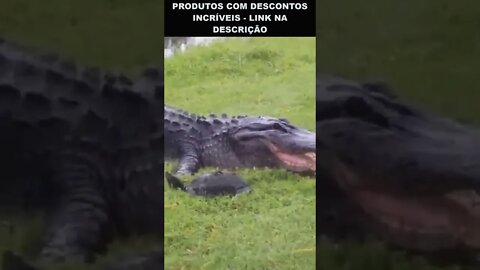 crocodilo tentando comer uma tartaruga