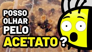 Olhar as abelhas pelo acetato prejudica a colônia? | Respondendo dúvidas 🐝