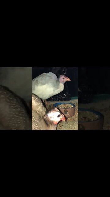 Injured baby guinea fowl put into dark quiet coop with disabled guinea fowl to recover