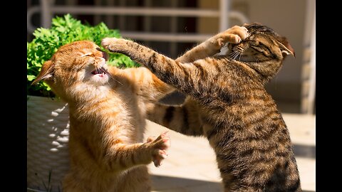 Cats Fighting and Meowing These Two are Bloody Brothers