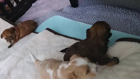 H Litter - Out Of The Box